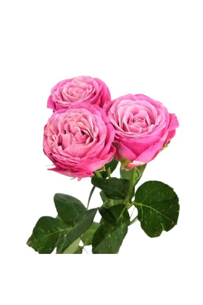 Троянда Леді Бомбастік - малиново-рожеві бутони зі світлішою серединкою